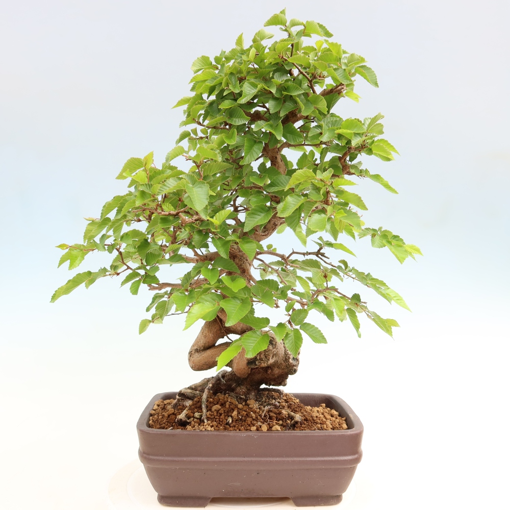 Kültéri bonsai -Carpinus Coreana - Koreai gyertyánfa