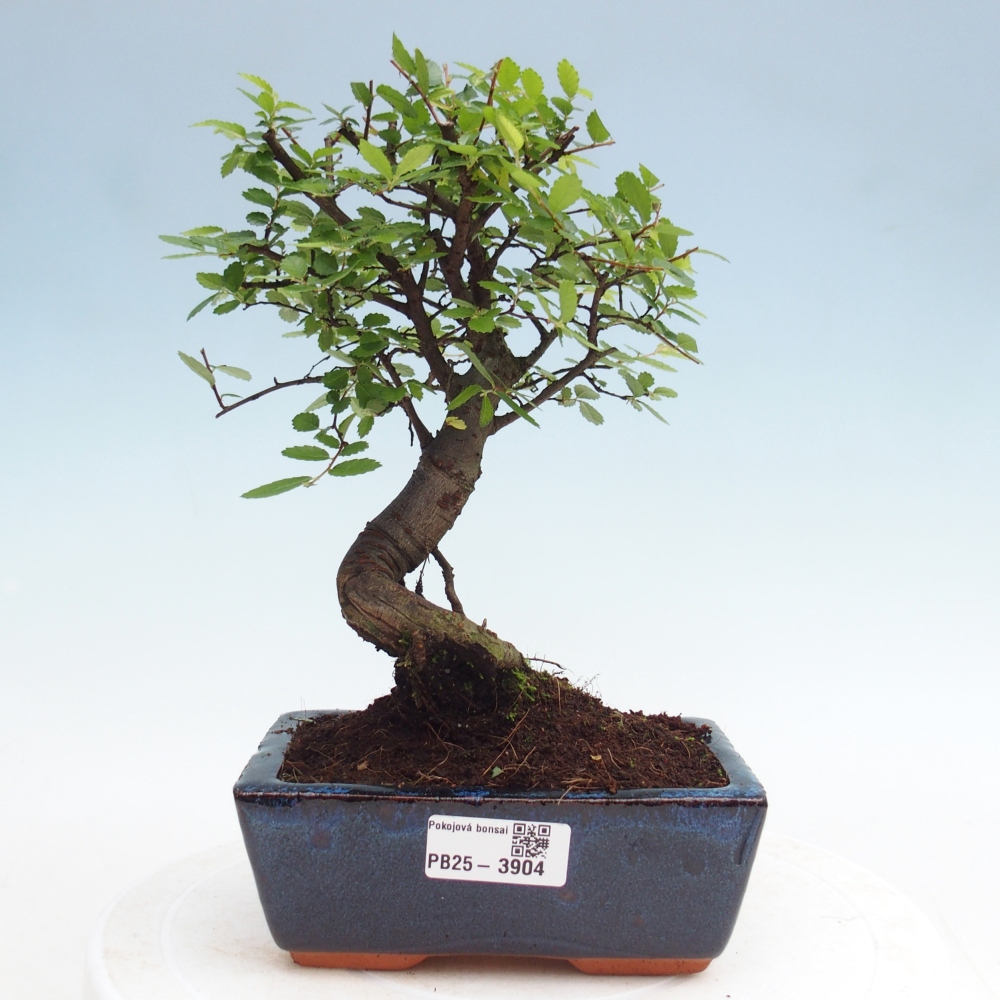 Szobai bonsai - Ulmus parvifolia - Kislevelű szilfa