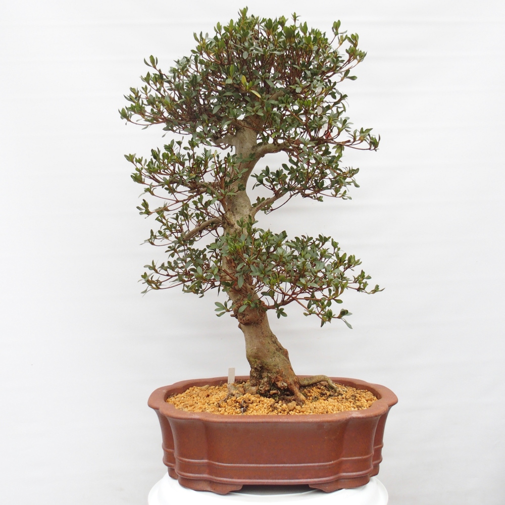 Kültéri bonsai - Japán azálea - Azalea Sansai