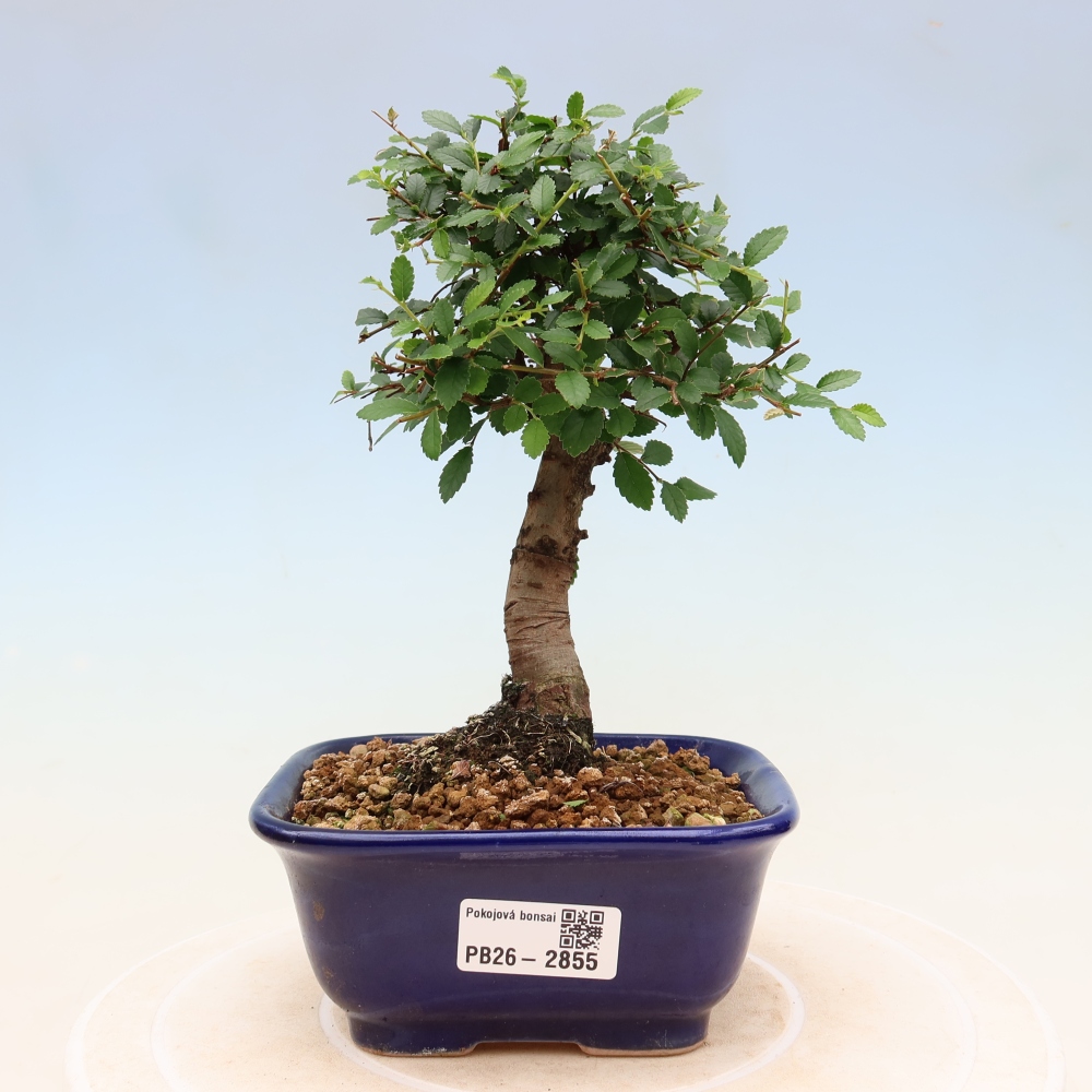Szobai bonsai - Ulmus parvifolia - Kislevelű szilfa