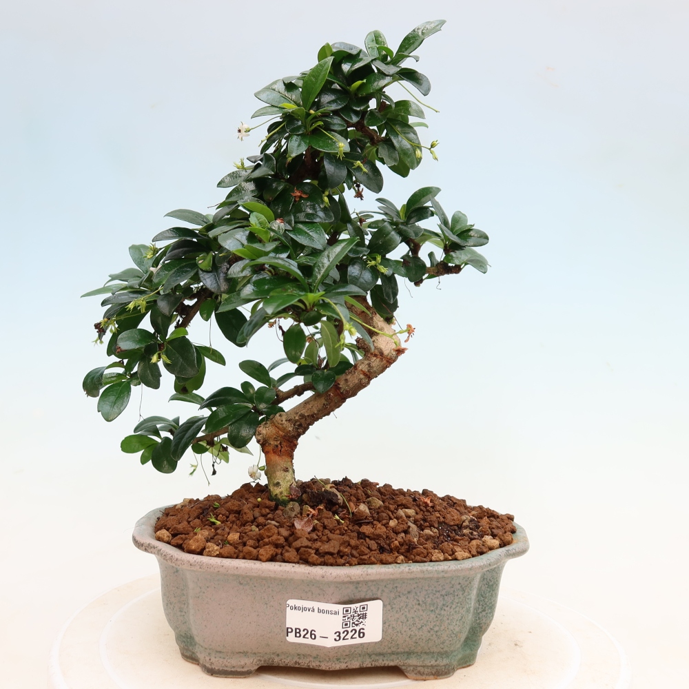 Szobai bonsai - Carmona macrophylla - Tea fuki
