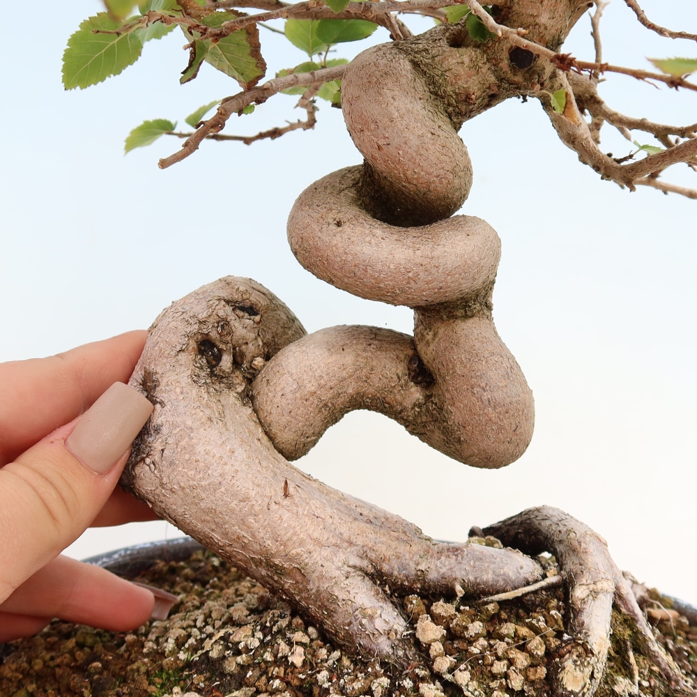 Kültéri bonsai -Carpinus CARPINOIDES - Koreai gyertyánfa