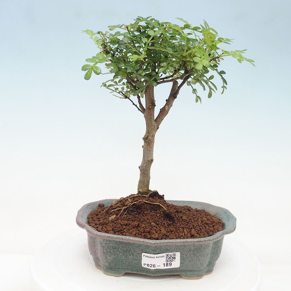 Szobai bonsai - Zantoxylum piperitum - borsfa