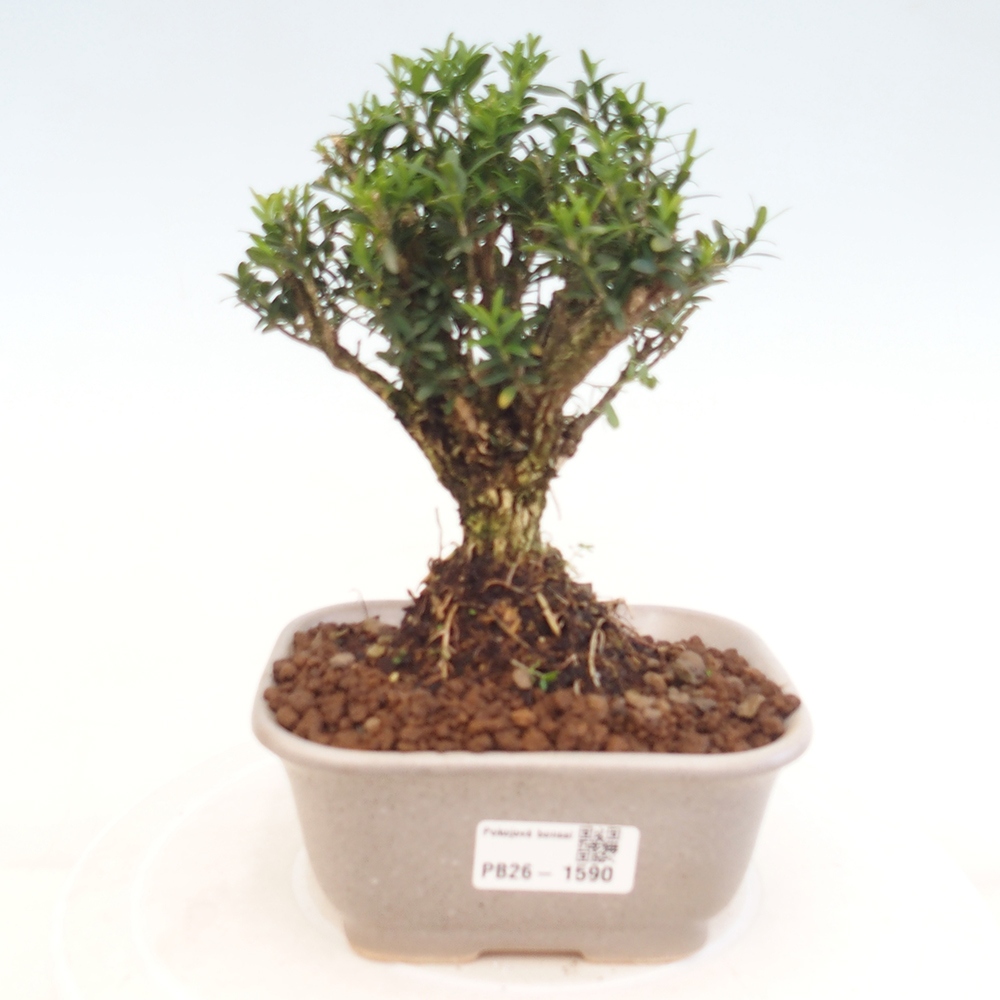 Szobai bonsai - Buxus harlandii - parafa buxus