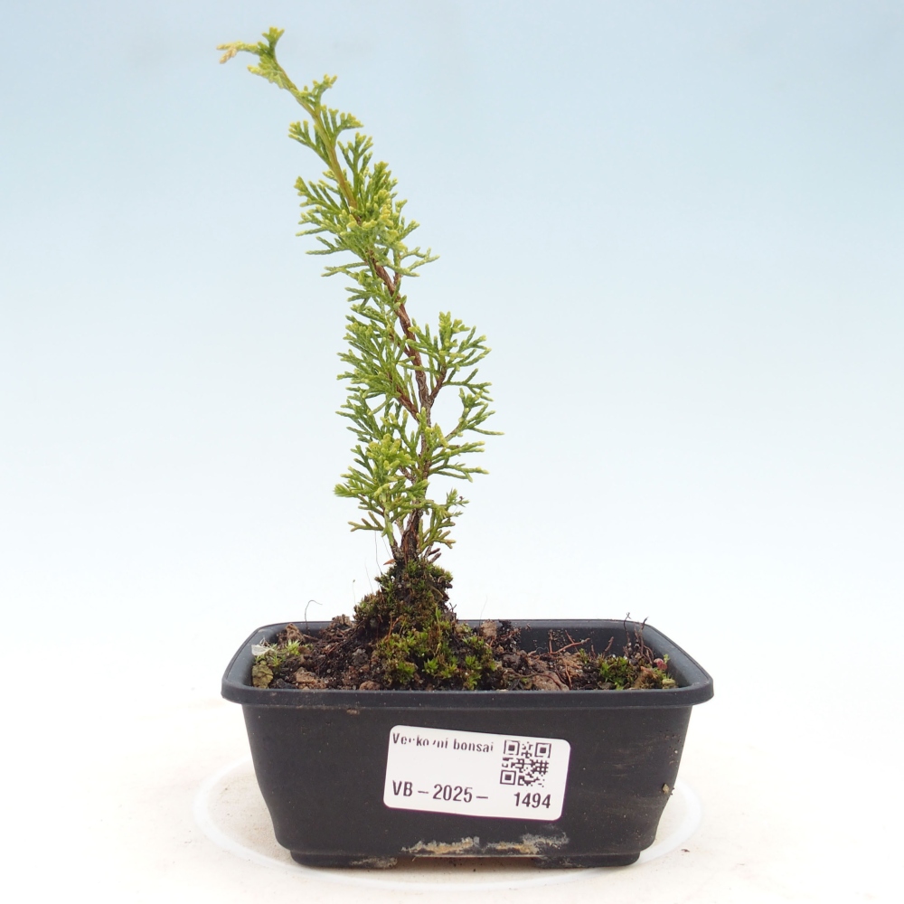 Kültéri bonsai - Juniperus chinensis Itoigawa