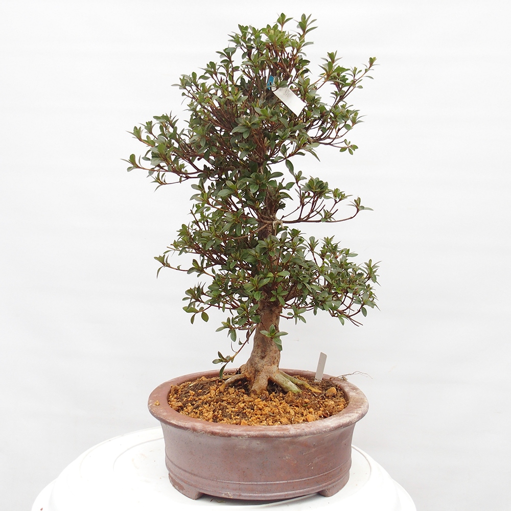 Kültéri bonsai - Japán azálea - Azalea Hanatsuzuri