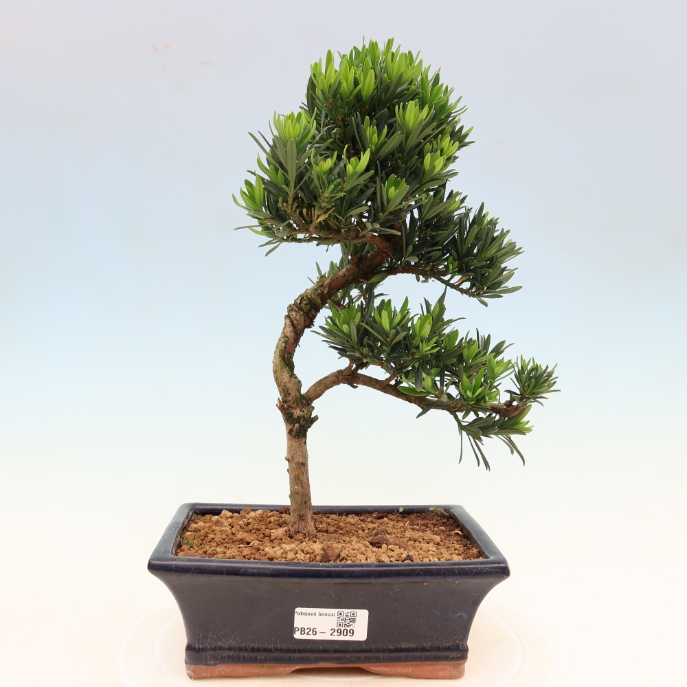 Szobai bonsai - Podocarpus - Kőtiszafa