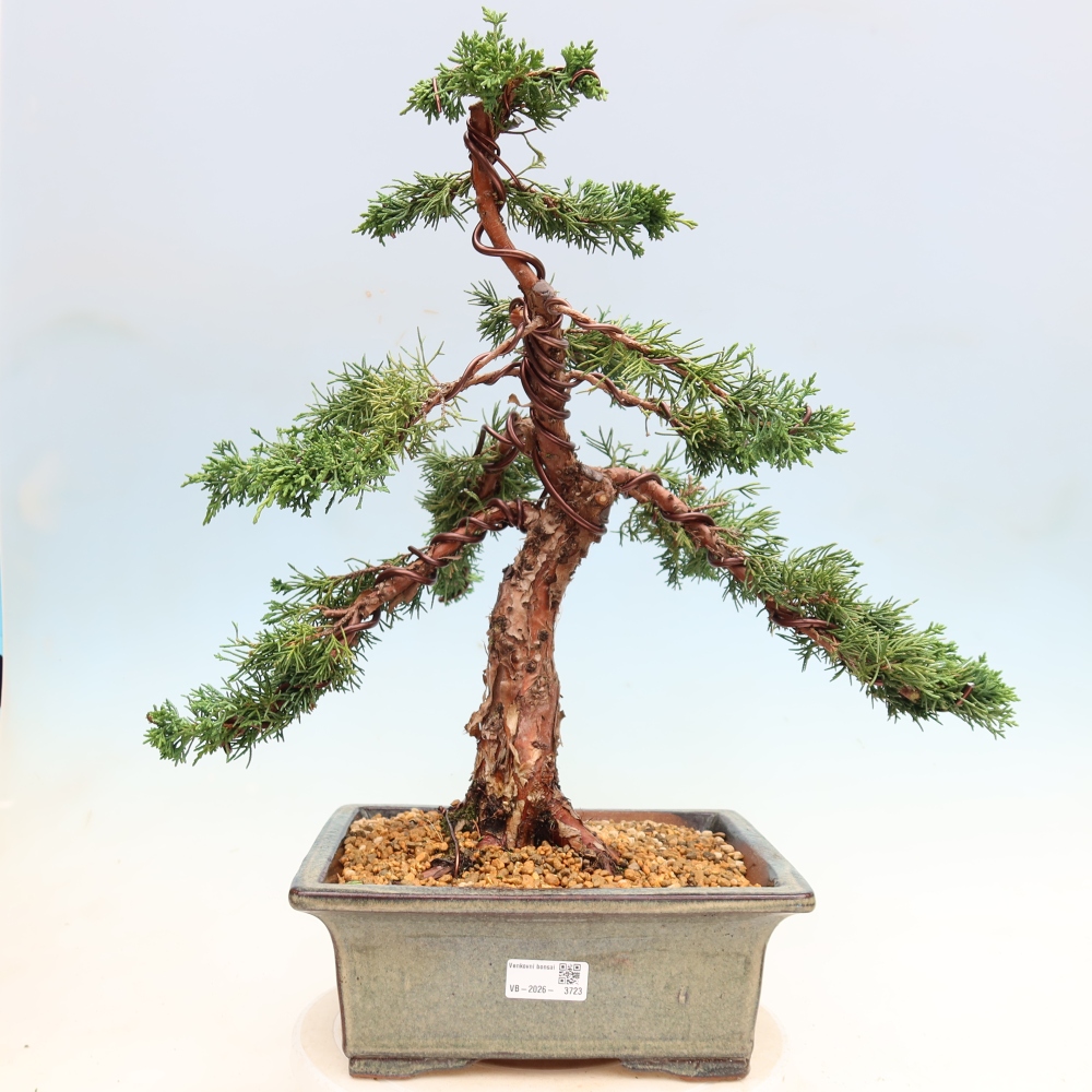 Kültéri bonsai - Juniperus chinensis Kishu