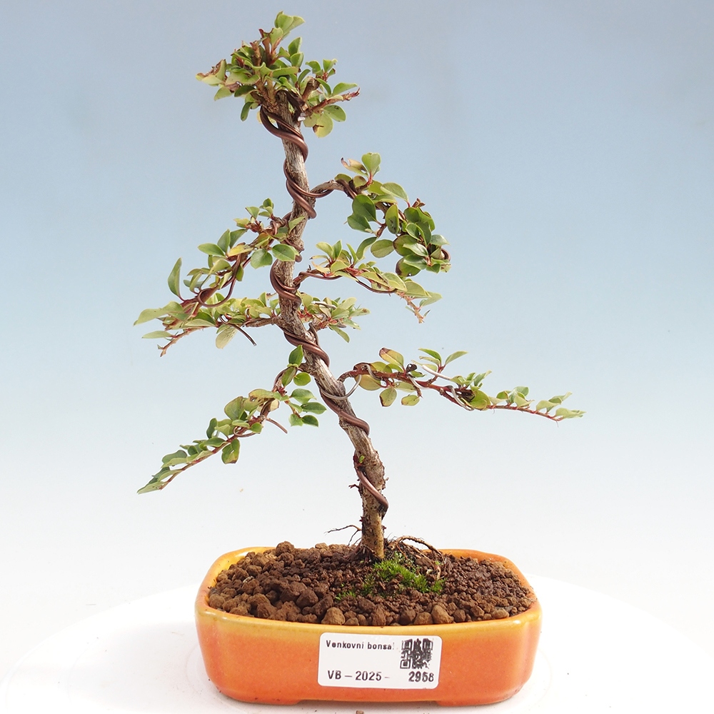 Kültéri bonsai - Cotoneaster horizontalis - Rocky Mountain