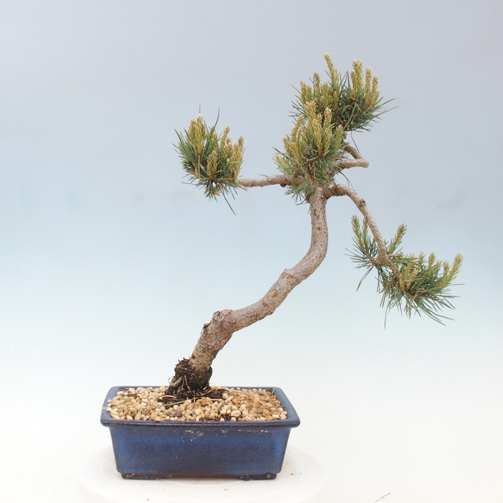 Kültéri bonsai - Pinus Sylvestris Watererri - erdeifenyő