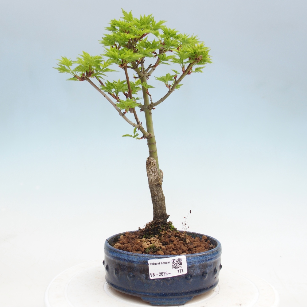 Kültéri bonsai -Javor pálma Acer palmatum Shishigashira