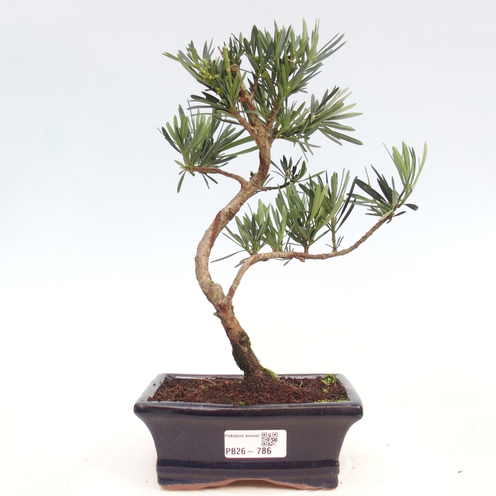 Szobai bonsai - Podocarpus - Kőtiszafa