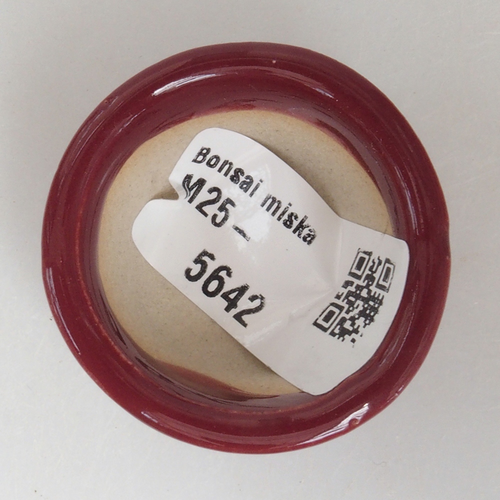 Mini bonsai tál 4 x 4 x 2 cm, bordó színben