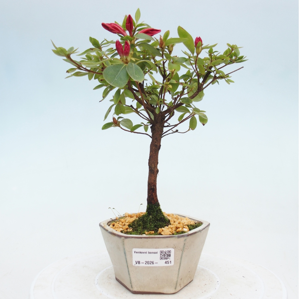 Kültéri bonsai - japán azálea - Azalea sp.