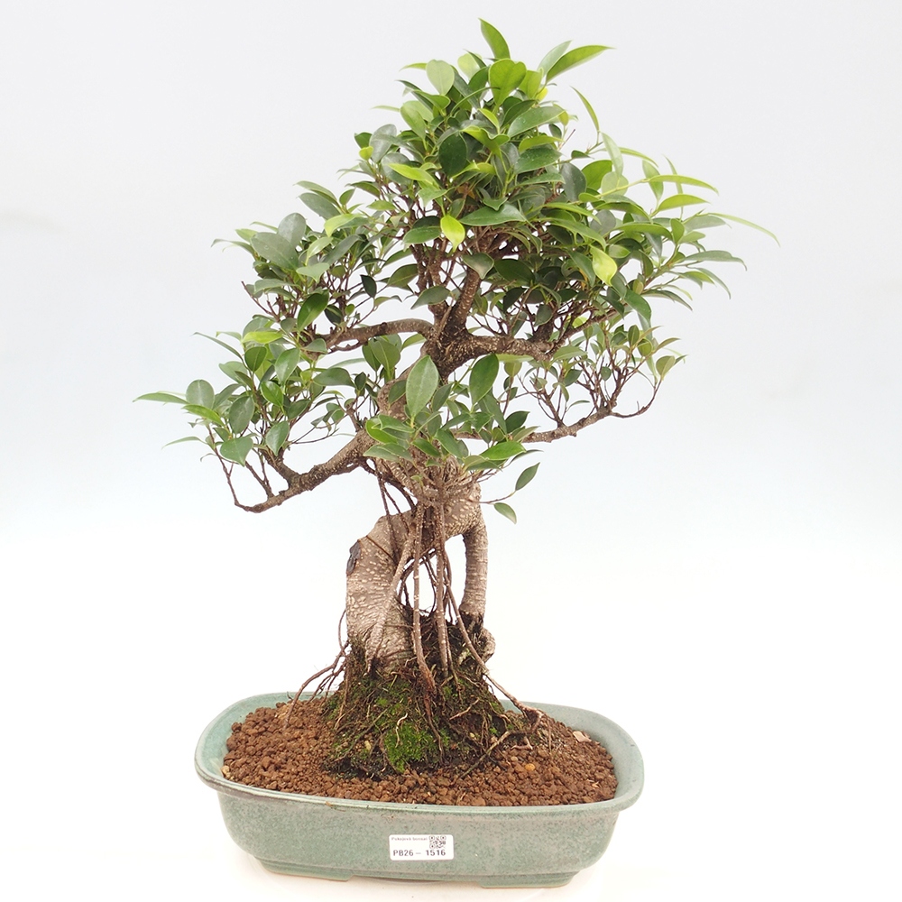 Szobai bonsai - Ficus kimmen - kislevelű fikusz