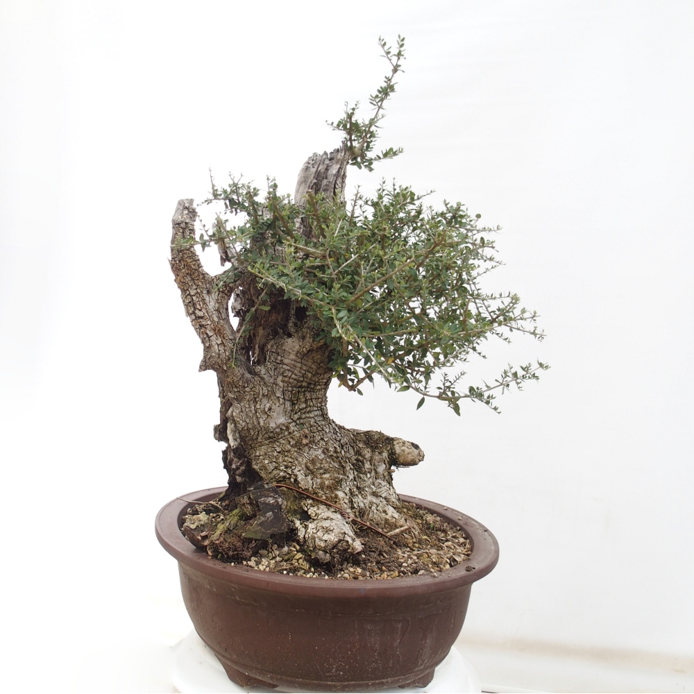 Beltéri bonsai - Olea europaea sylvestris