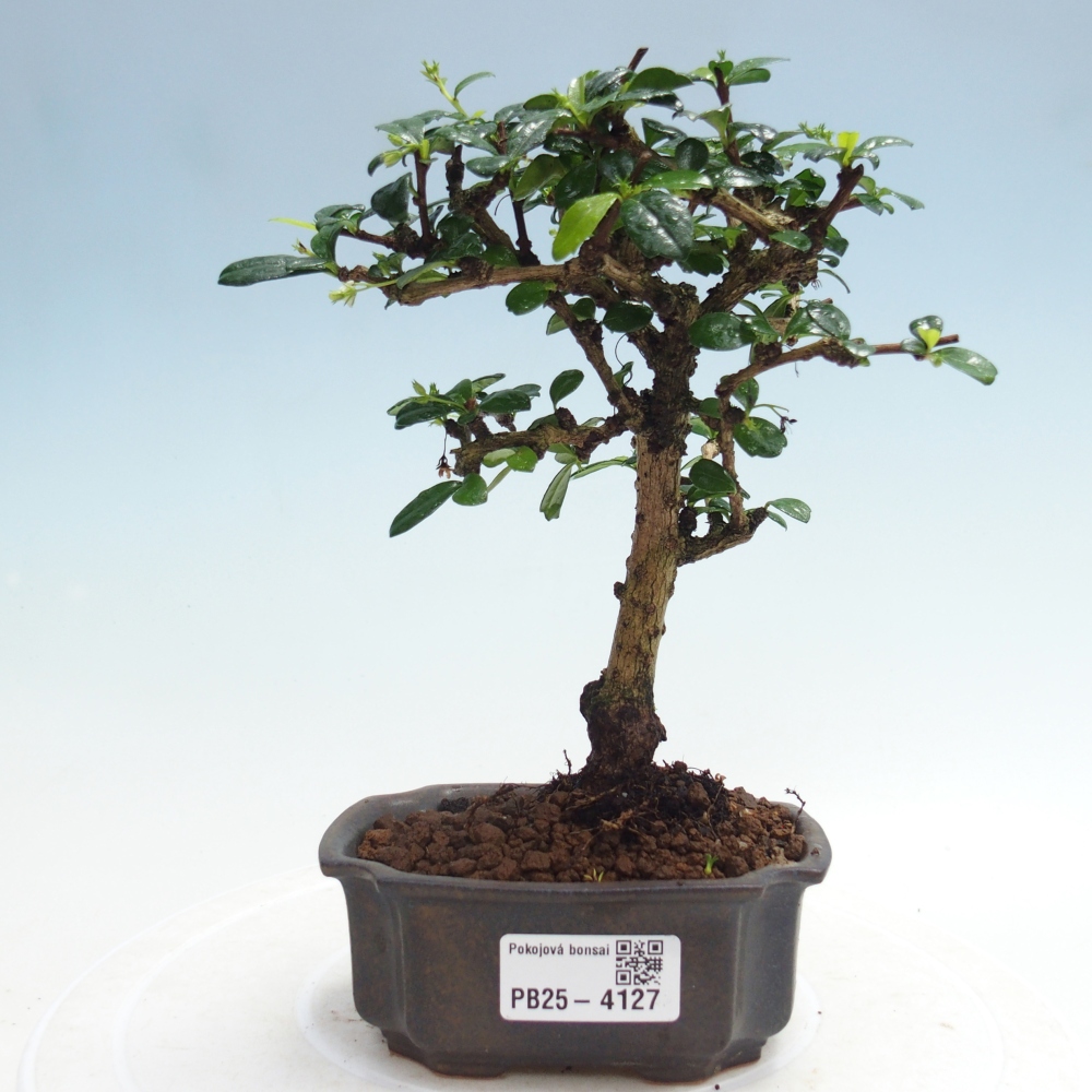 Szobai bonsai - Carmona macrophylla - Tea fuki