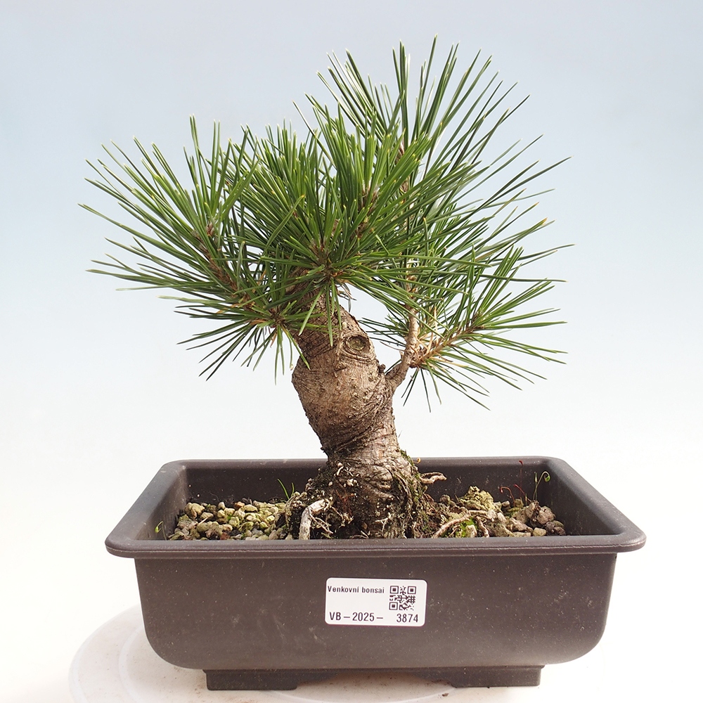 Kültéri bonsai - Pinus thunbergii - Thunberg fenyő