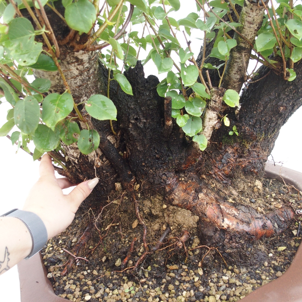 Kültéri bonsai - Mahalebka - Prunus mahaleb - Prunus mahaleb