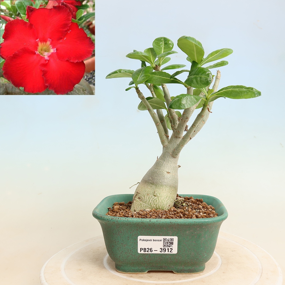 Szobabonsai – Adenium obesum Red Star – Sivatagi rózsa