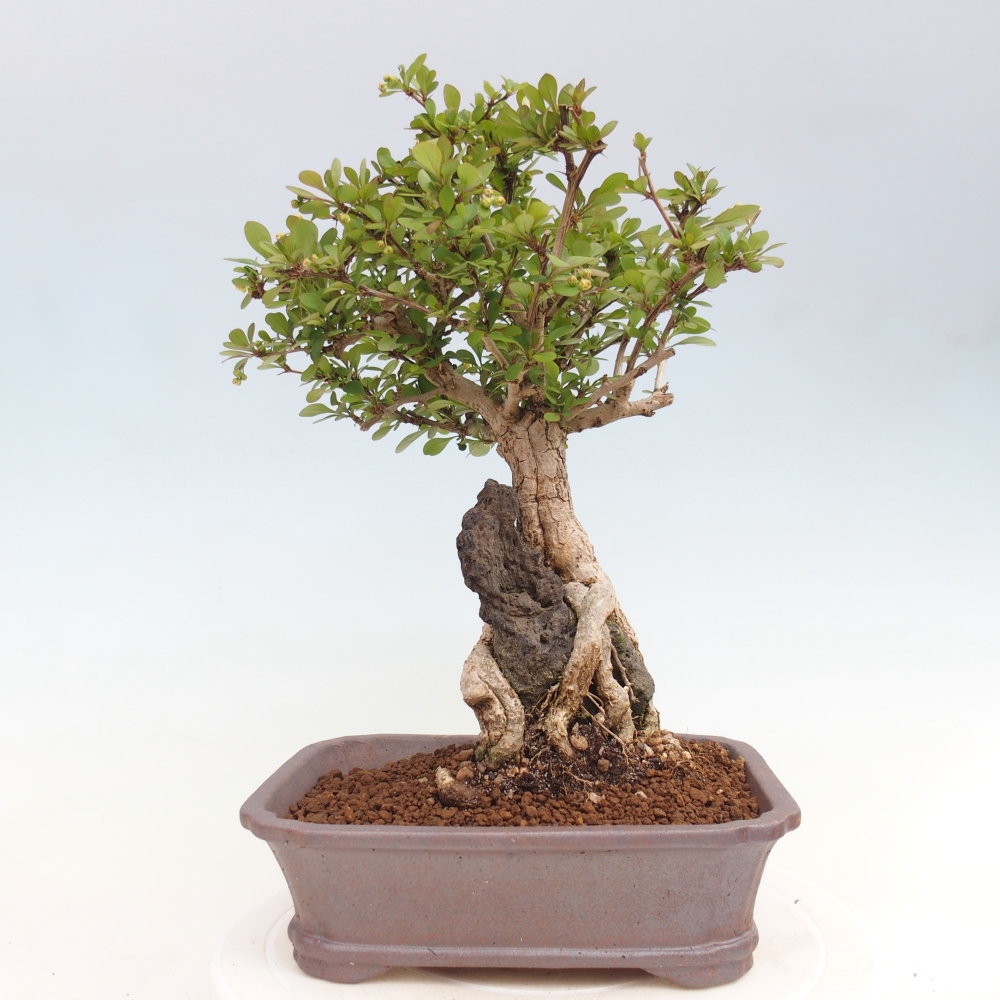 Kültéri bonsai - Berberis coreana