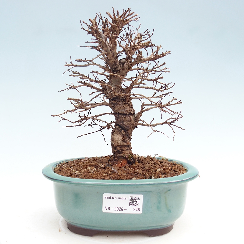 Kültéri bonsai - Zelkova - Zelkova NIRE