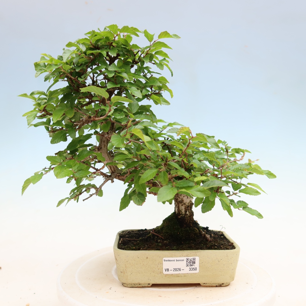 Kültéri bonsai -Carpinus Coreana - Koreai gyertyánfa