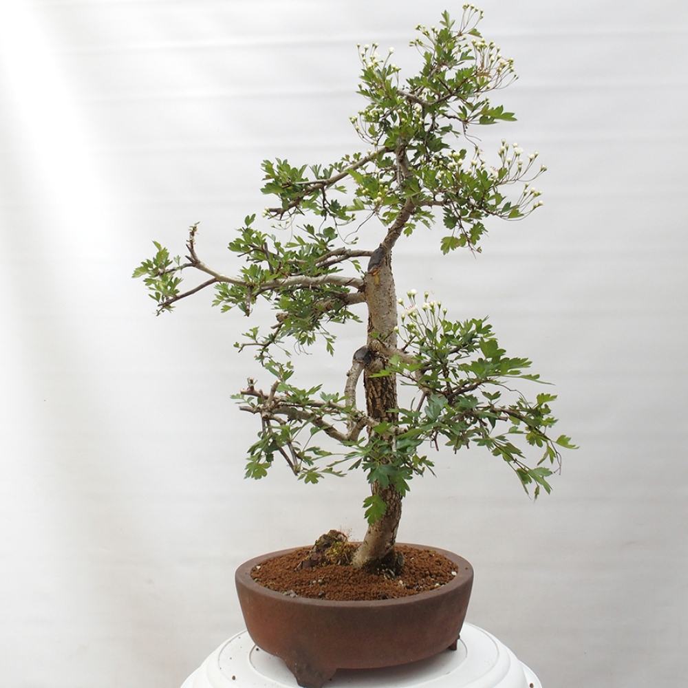 Kültéri bonsai - Galagonya - Crataegus monogyna