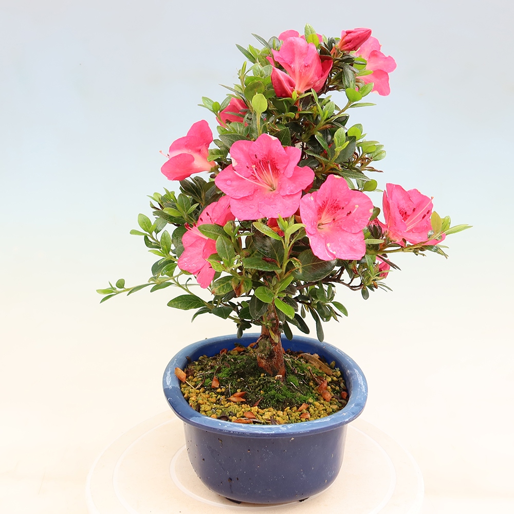 Kültéri bonsai - Japán azálea - Azalea Kobai