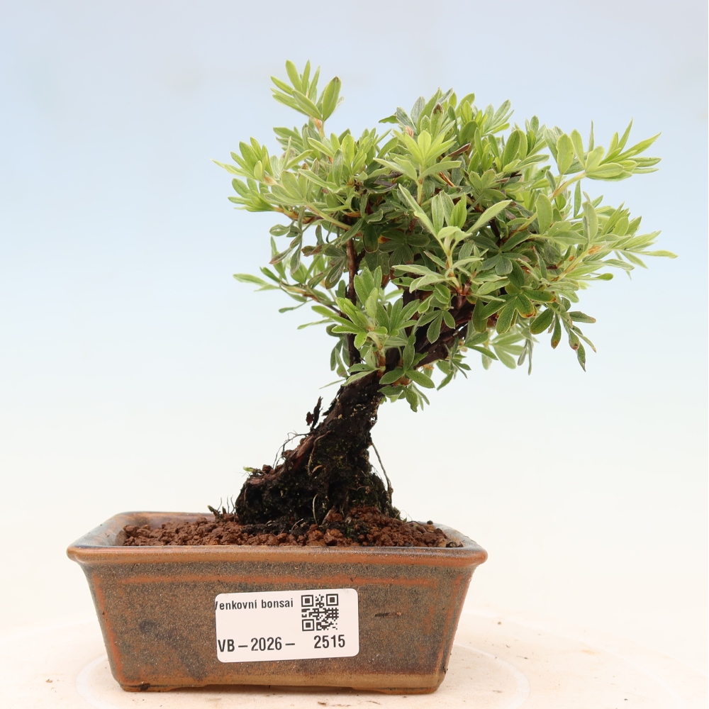 Kültéri bonsai - Potentila fruticosa