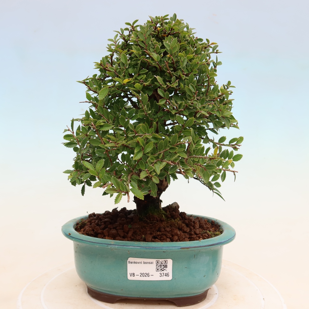 Kültéri bonsai - Zelkova - Zelkova NIRE