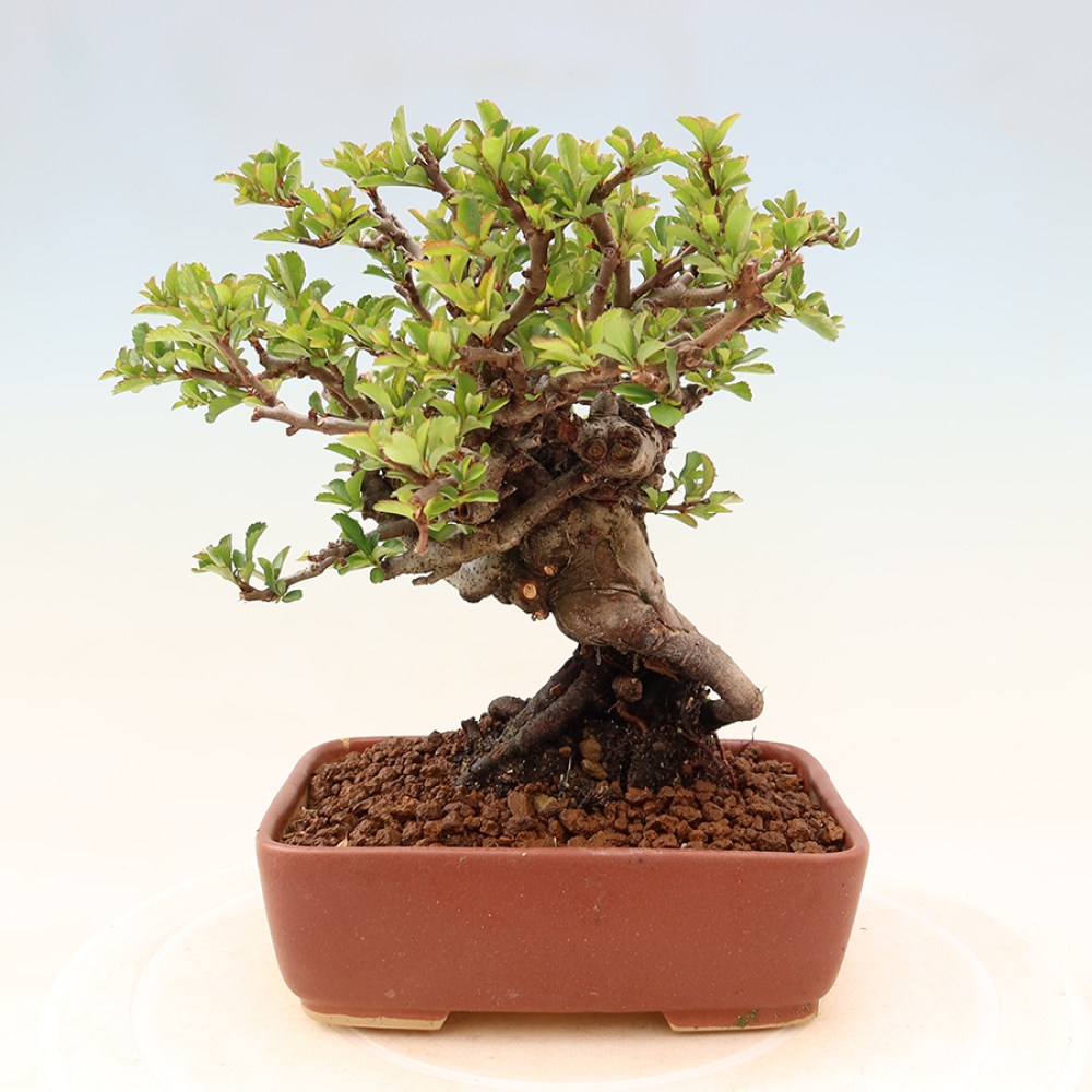 Kültéri bonsai - Chaneomeles speciosa Chojubai