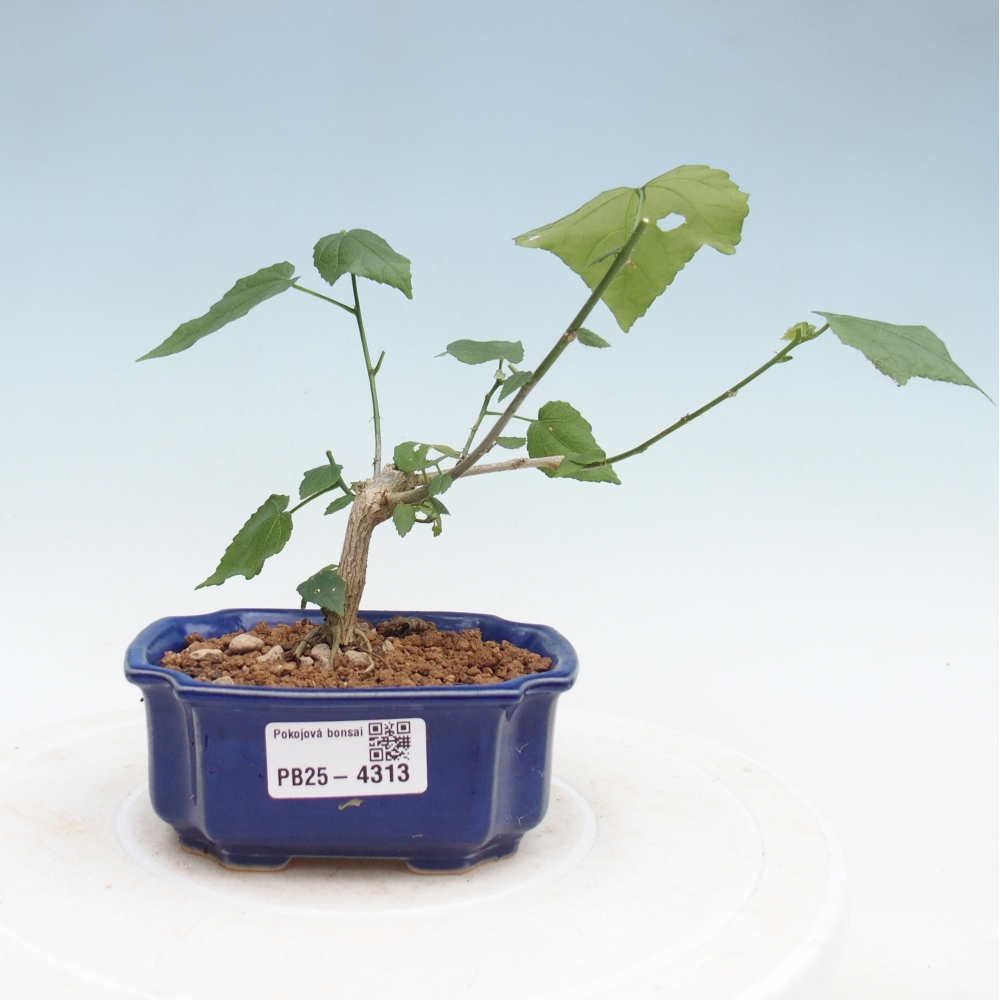 Beltéri bonsai - Malvaviscus arboreus