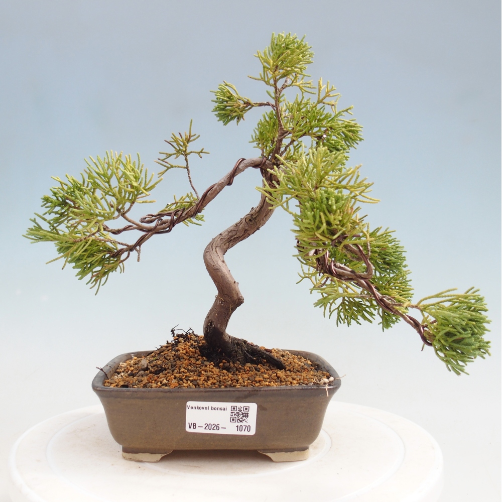 Kültéri bonsai - Juniperus chinensis Kishu