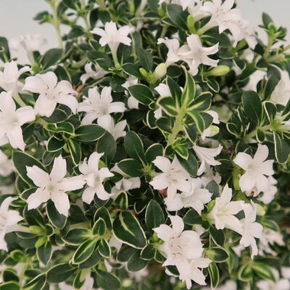 Szobai bonsai - Serissa foetida Variegata - Az ezer csillag fája