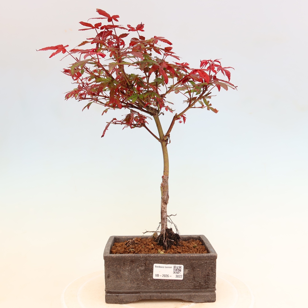 Kültéri bonsai – tenyérlevelű juhar – Acer palmatum Berry Broom 