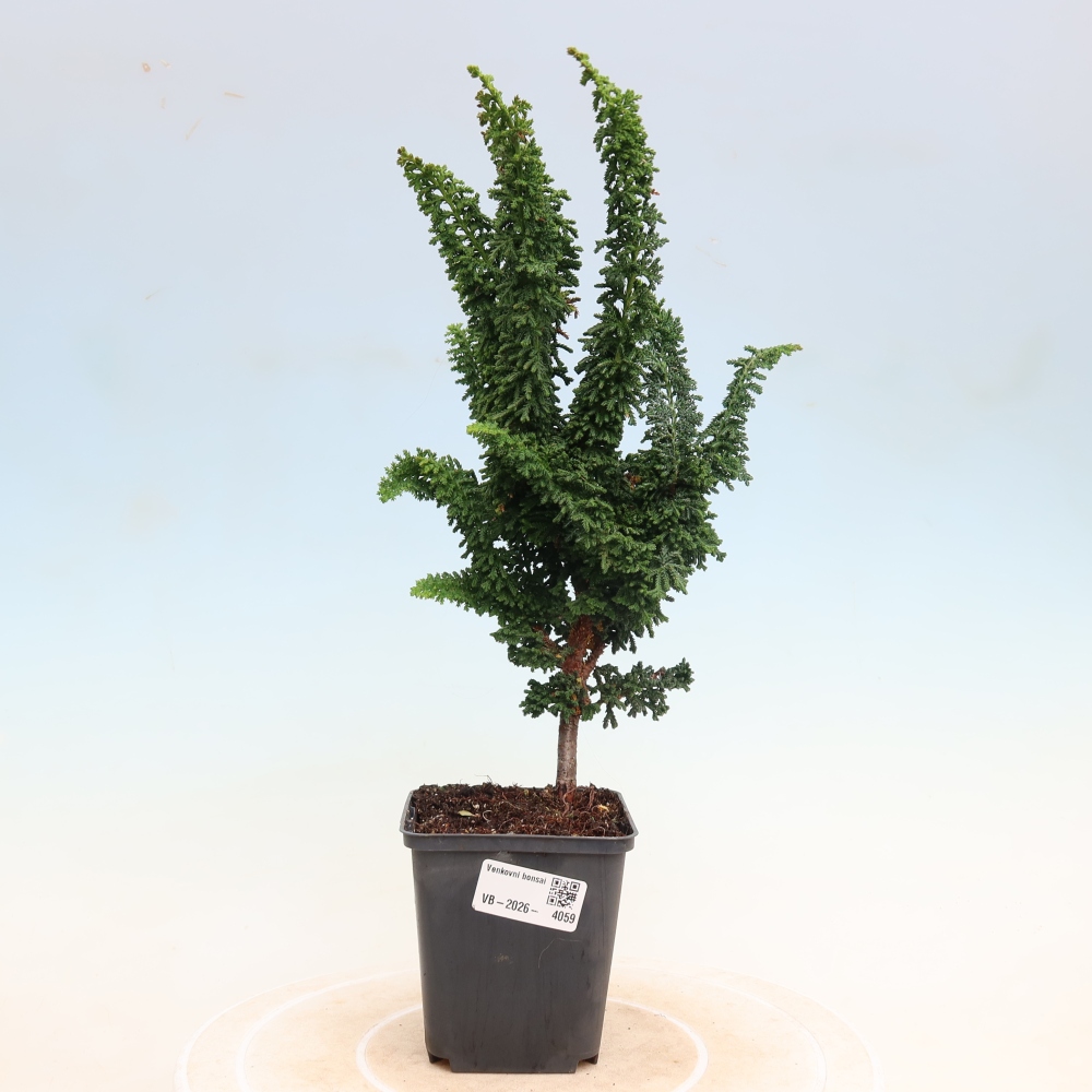 Kültéri bonsai - Cham. obtusa SEKKA HINOKI - Cifra ciprus