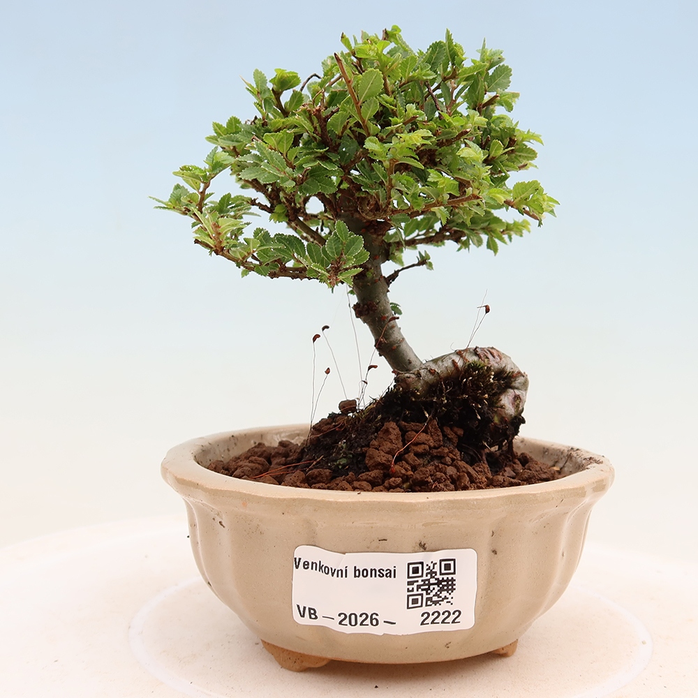 Kültéri bonsai - Ulmus parvifolia Sagei - Kislevelű szilfa