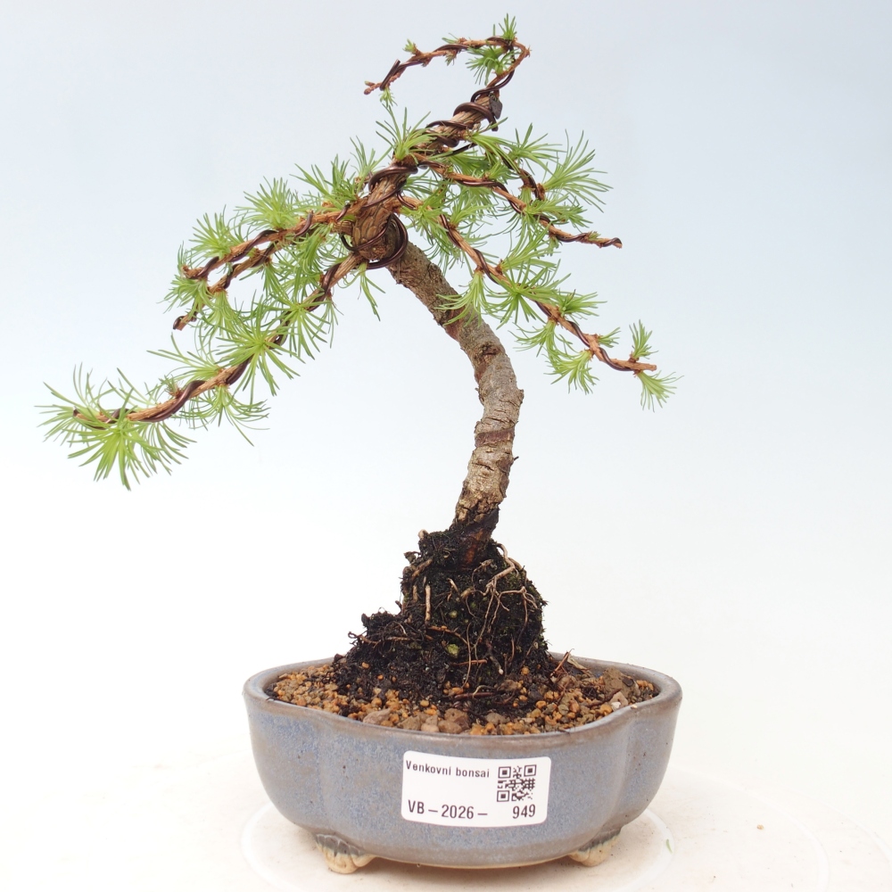 Kültéri bonsai - Larix Kaempferi - Japán vörösfenyő