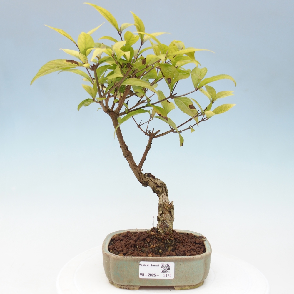 Kültéri bonsai - Callicarpa japonica