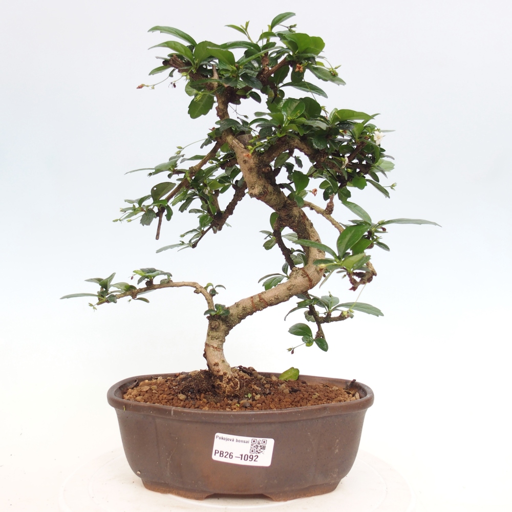 Szobai bonsai - Carmona macrophylla - Tea fuki
