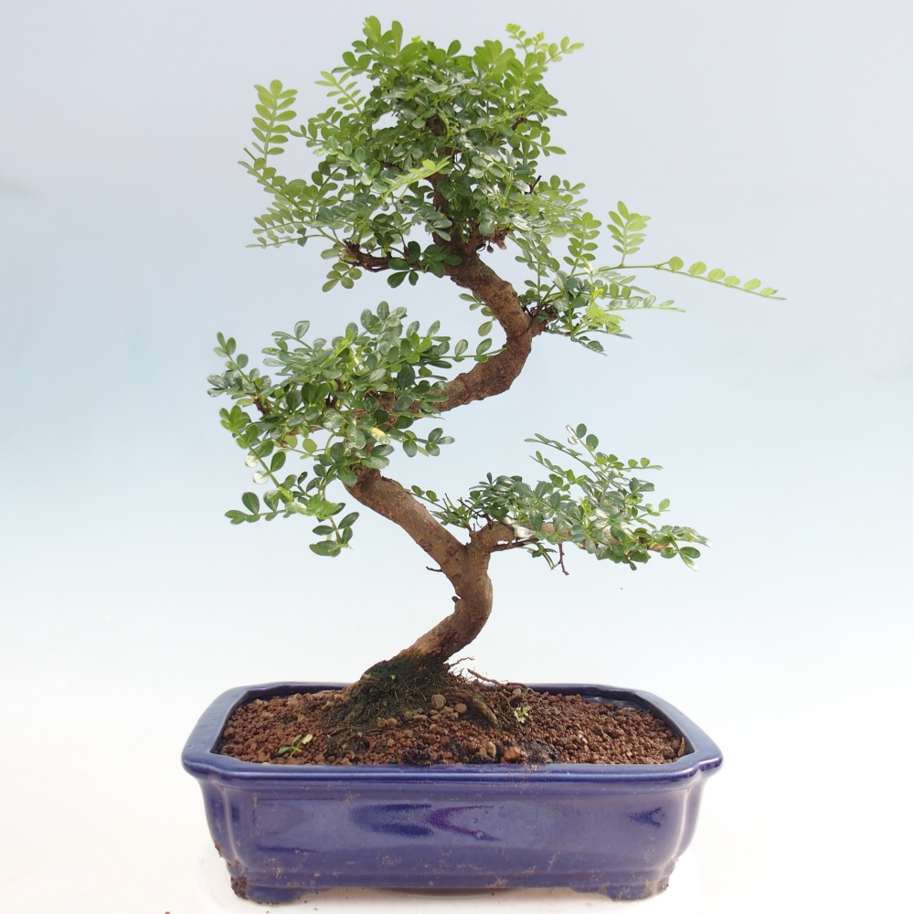 Szobai bonsai - Zantoxylum piperitum - borsfa