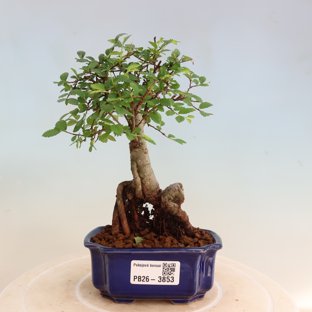 Szobai bonsai - Ulmus parvifolia - Kislevelű szilfa