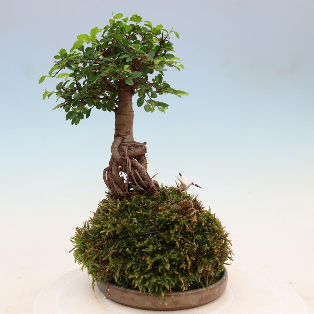 Kokedama alátéttel – Ulmus parvifolia – kicsilevelű szil