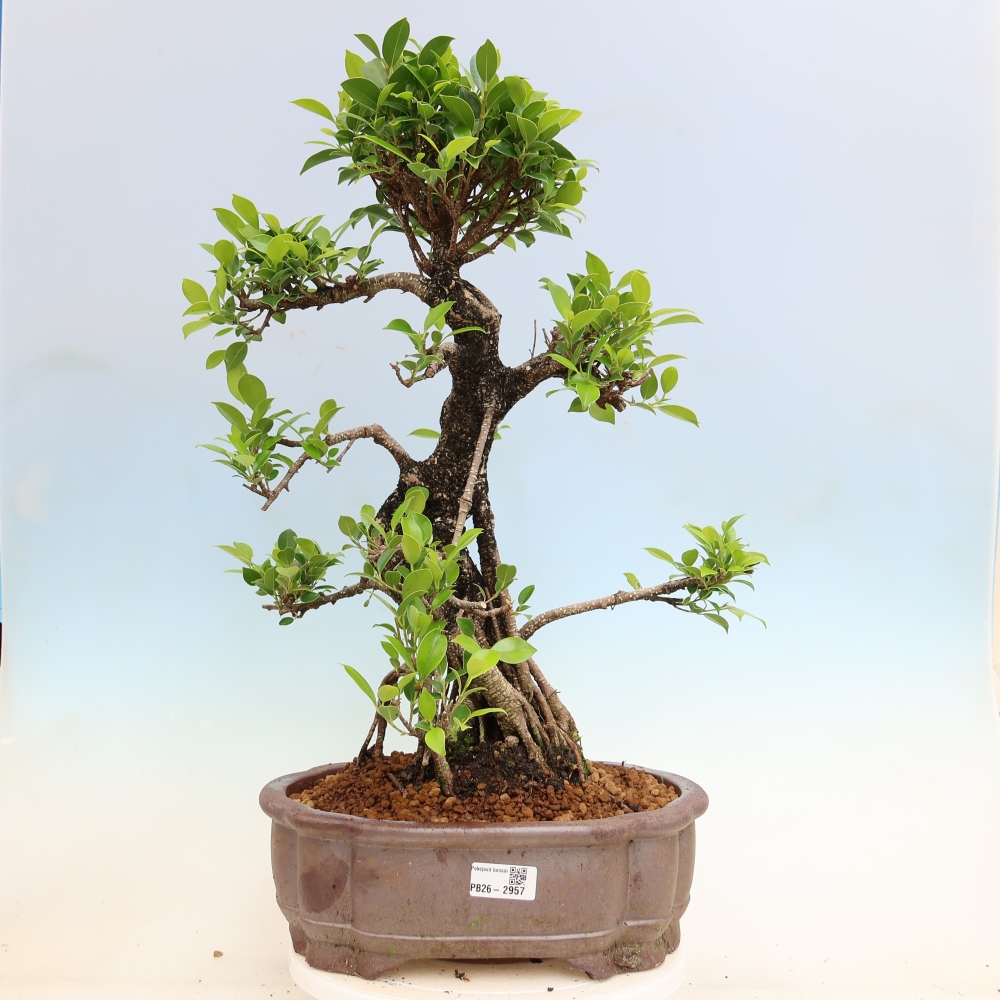 Szobai bonsai - Ficus kimmen - kislevelű fikusz