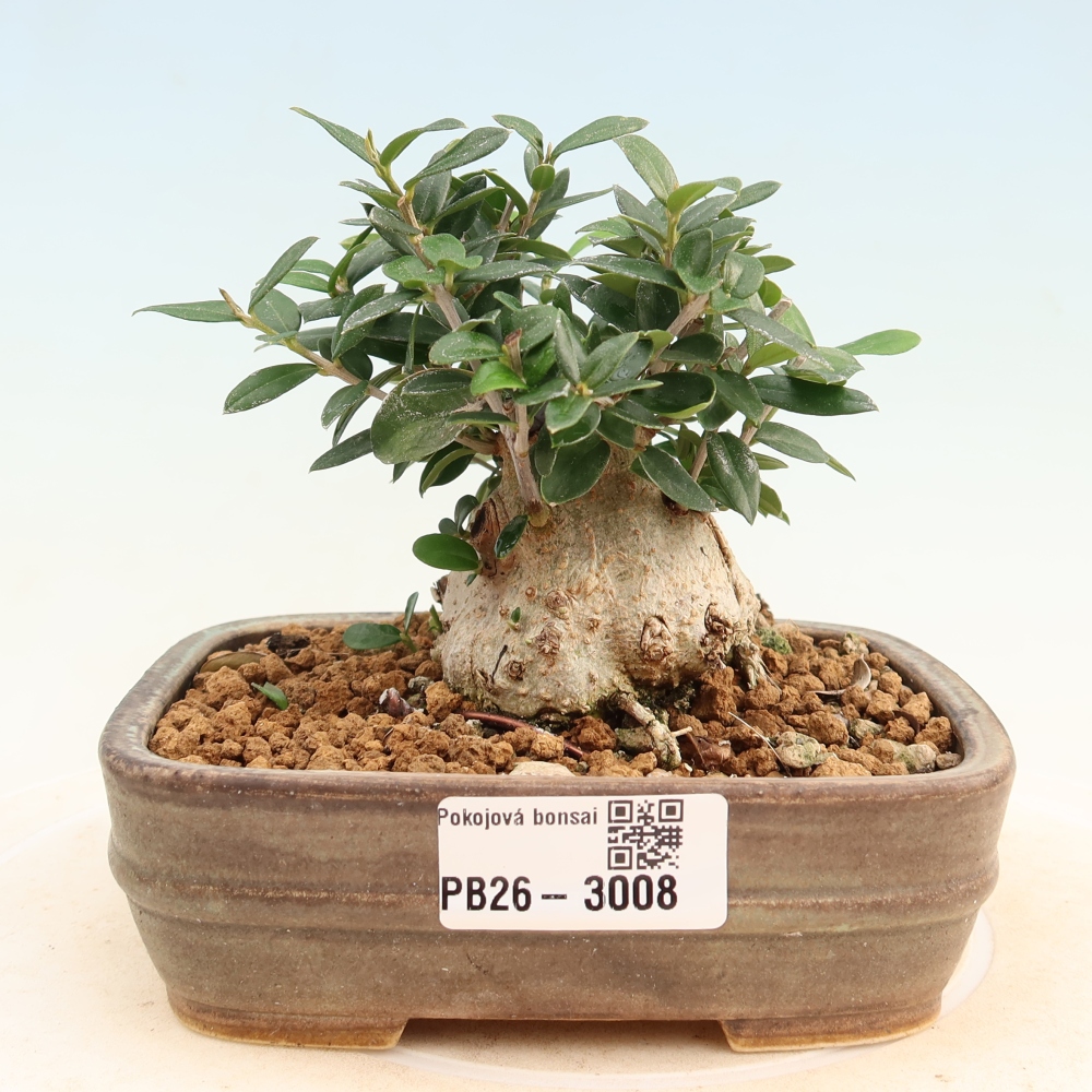 Beltéri bonsai - Olea europaea sylvestris