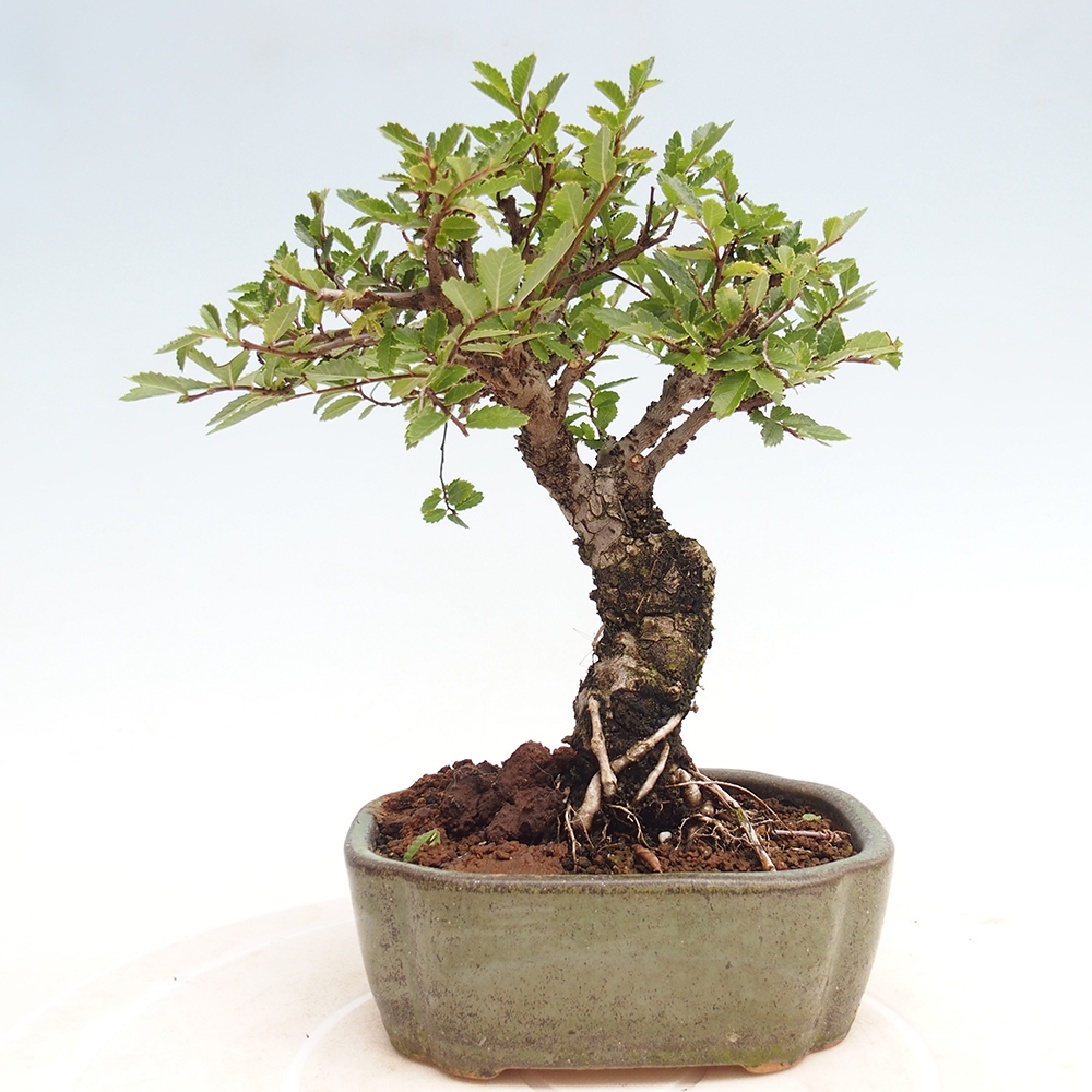 Kültéri bonsai - Zelkova - Zelkova NIRE