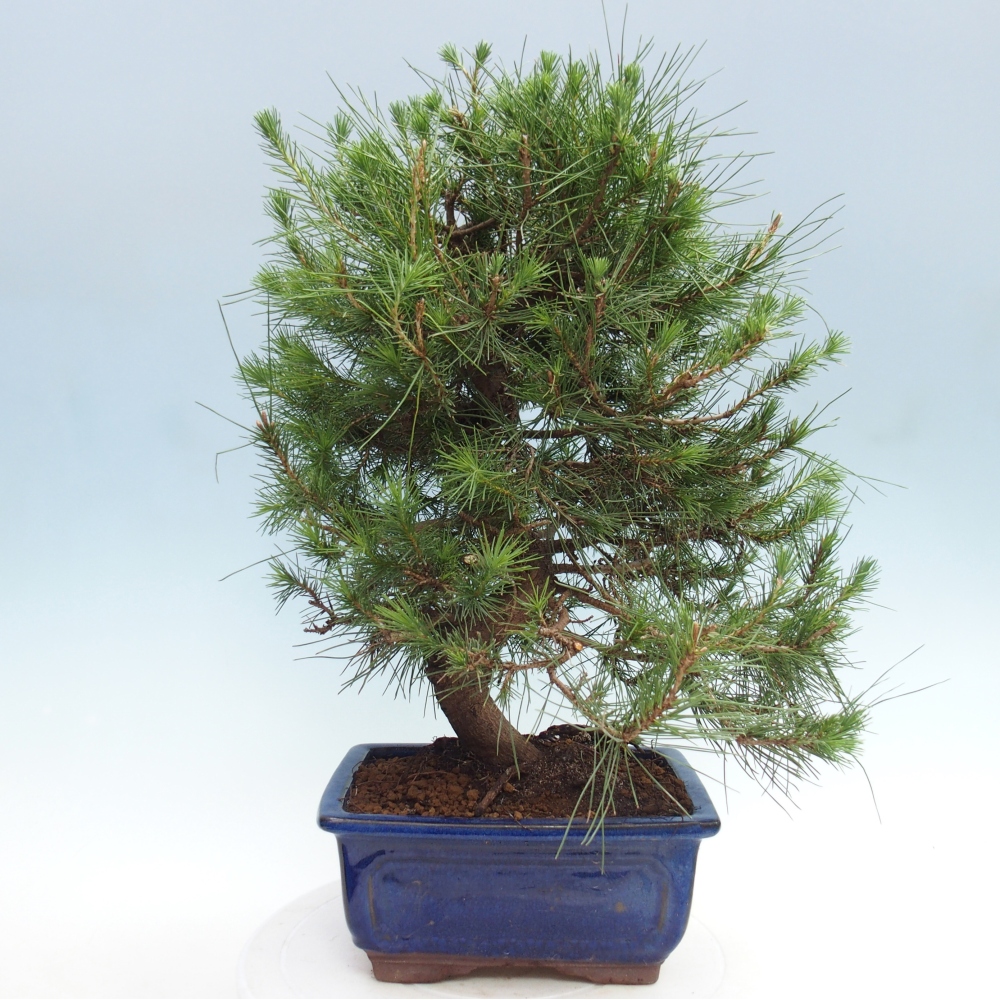 Szoba bonsai-Pinus halepensis-Pinus halepensis-Aleppói fenyő
