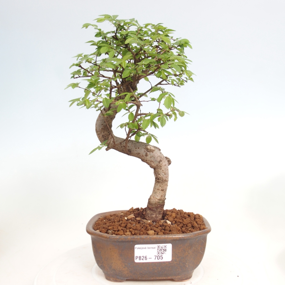 Szobai bonsai - Ulmus parvifolia - Kislevelű szilfa