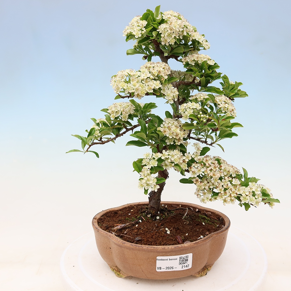 Kültéri bonsai – Pyracantha teton – Vörös tűszem